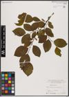 Foto von Salix caprea L.